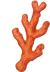 corail 2