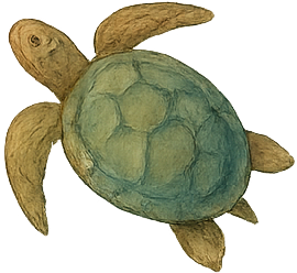 tortue